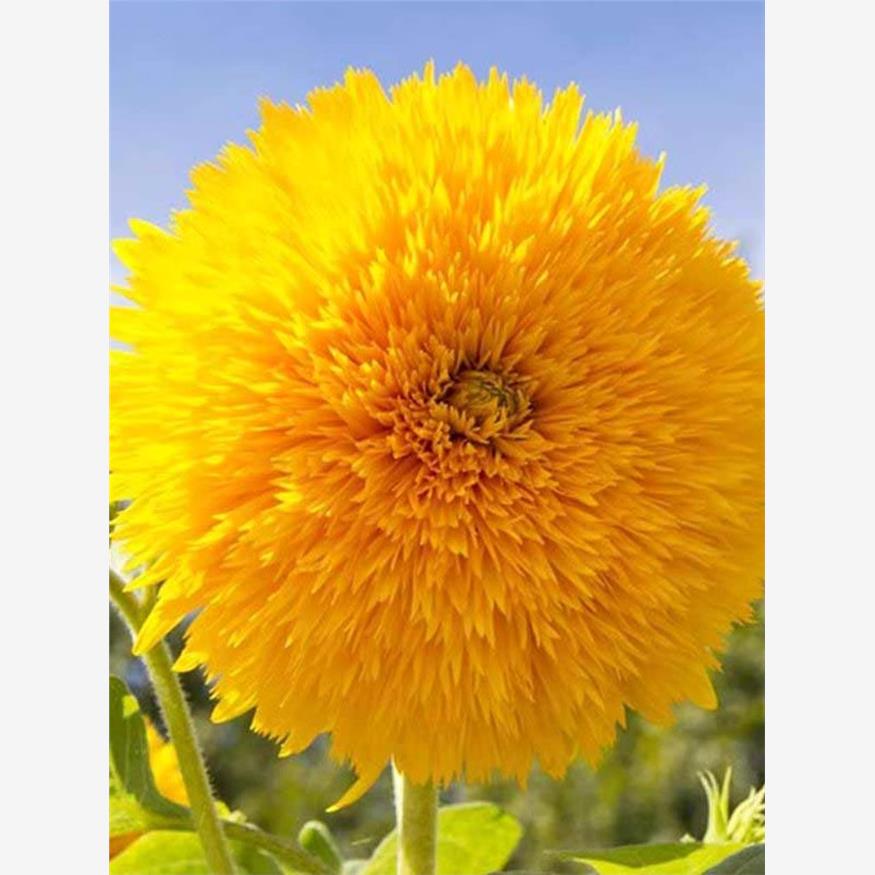 玩具熊向日葵种子种籽子苗矮四季幼苗盆栽观赏葵花花苗孑花种活苗