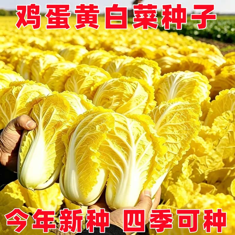 新鸡蛋黄白菜种子真好吃黄心白菜种籽新鲜甜嫩高产黄白菜大白菜籽