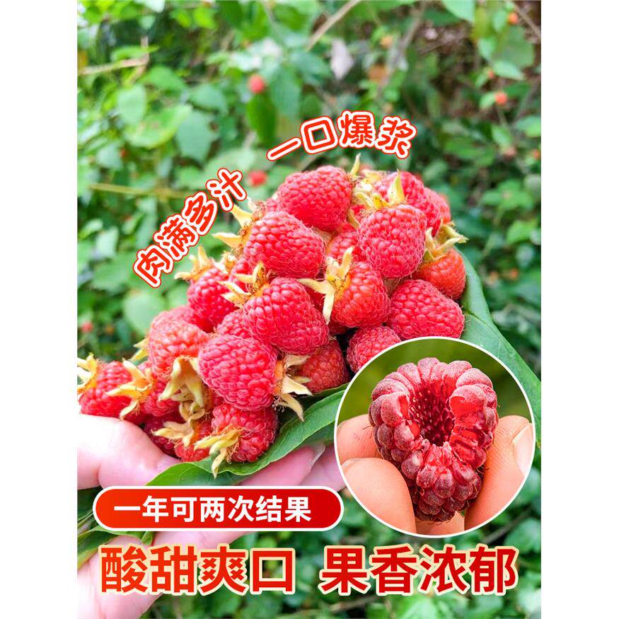 树莓苗双季覆盆子果树苗盆栽地栽南北方种植当年结果红黄黑树莓苗