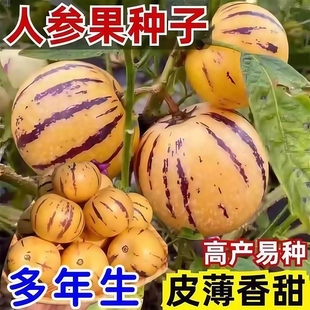 人参果种子奶香人参果四季 阳台盆栽多年生人参果种苗秧水果种籽