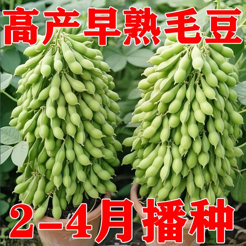 早熟高产大粒毛豆种子软糯清香非转基因毛豆种子春播夏播抗病耐寒