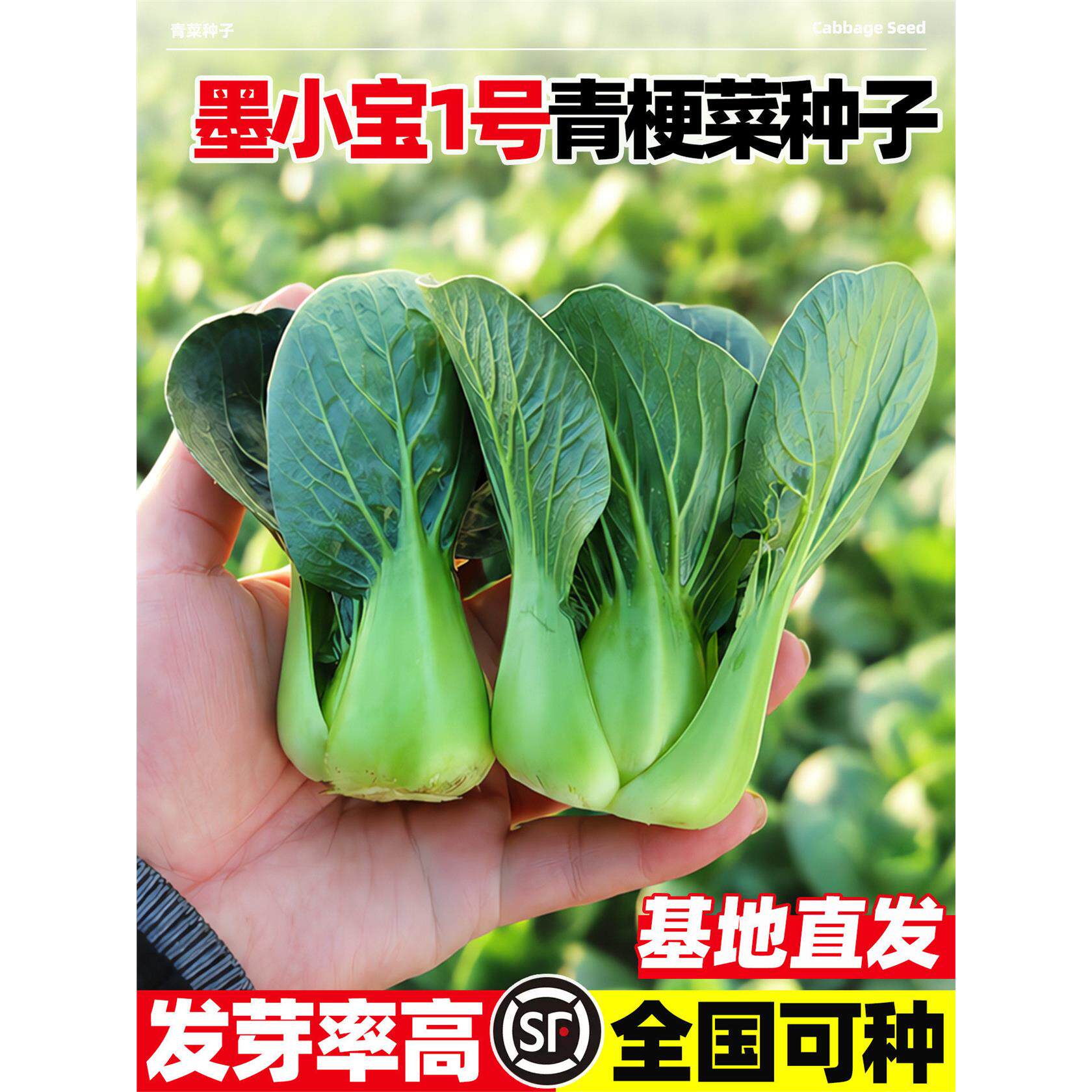 墨小宝1号F1青梗菜种子墨绿矮脚束腰丰产肥厚秋播大田上海青菜种