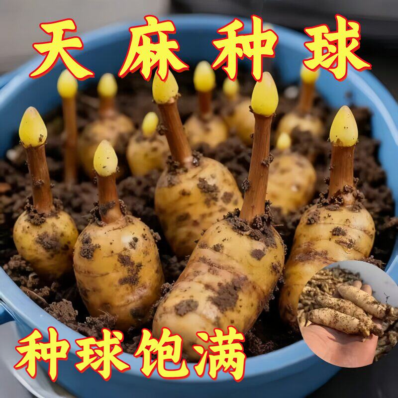 天麻种植苗种子正宗高产天麻花苗0代种新鲜现挖高产室内室外阳台