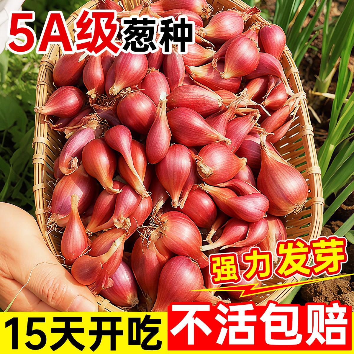 四川正宗红葱四季小香葱红根香葱根苗盆栽阳台四季种植新鲜红葱头