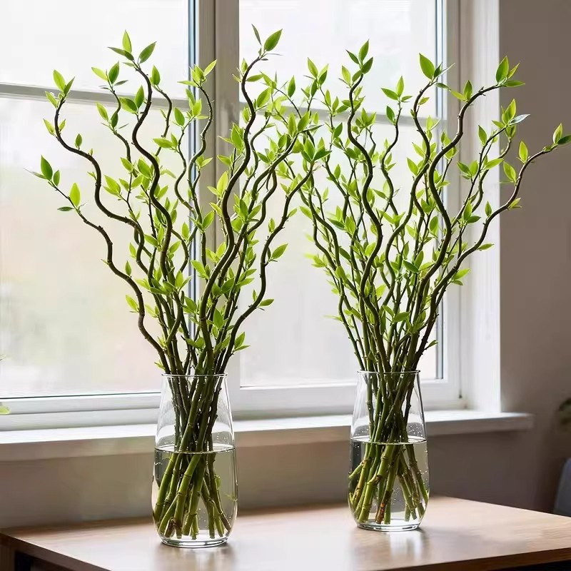 龙柳鲜枝水培植物客厅旺宅绿植雪柳带花苞花卉室内盆栽好养活国风,鲜花速递/花卉仿真/绿植园艺,红掌/凤梨/温室花卉,淘宝优惠券,粉丝福利购,淘宝优惠卷