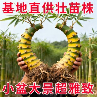 正宗小叶簕竹禅意咱湛江勒竹老桩头乐竹佛肚竹内门竹米竹竹根盆景