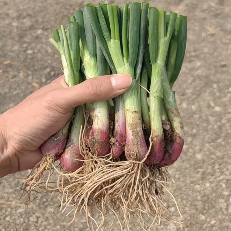 【四季可种】农家自种红头香葱苗葱种阳台盆栽种植带根直发红葱苗