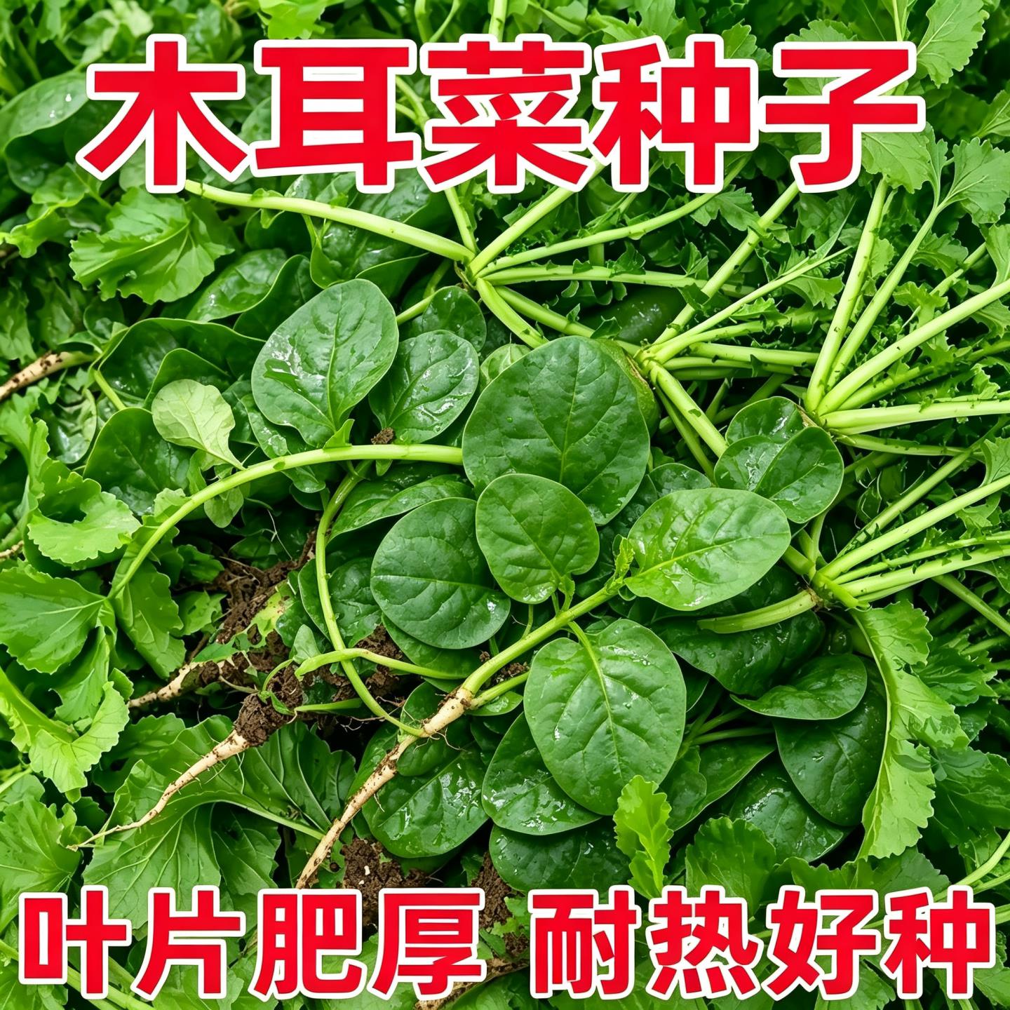 木耳菜种子耐高温叶片肥厚大叶生长迅速农家庭院大田播种蔬菜种籽