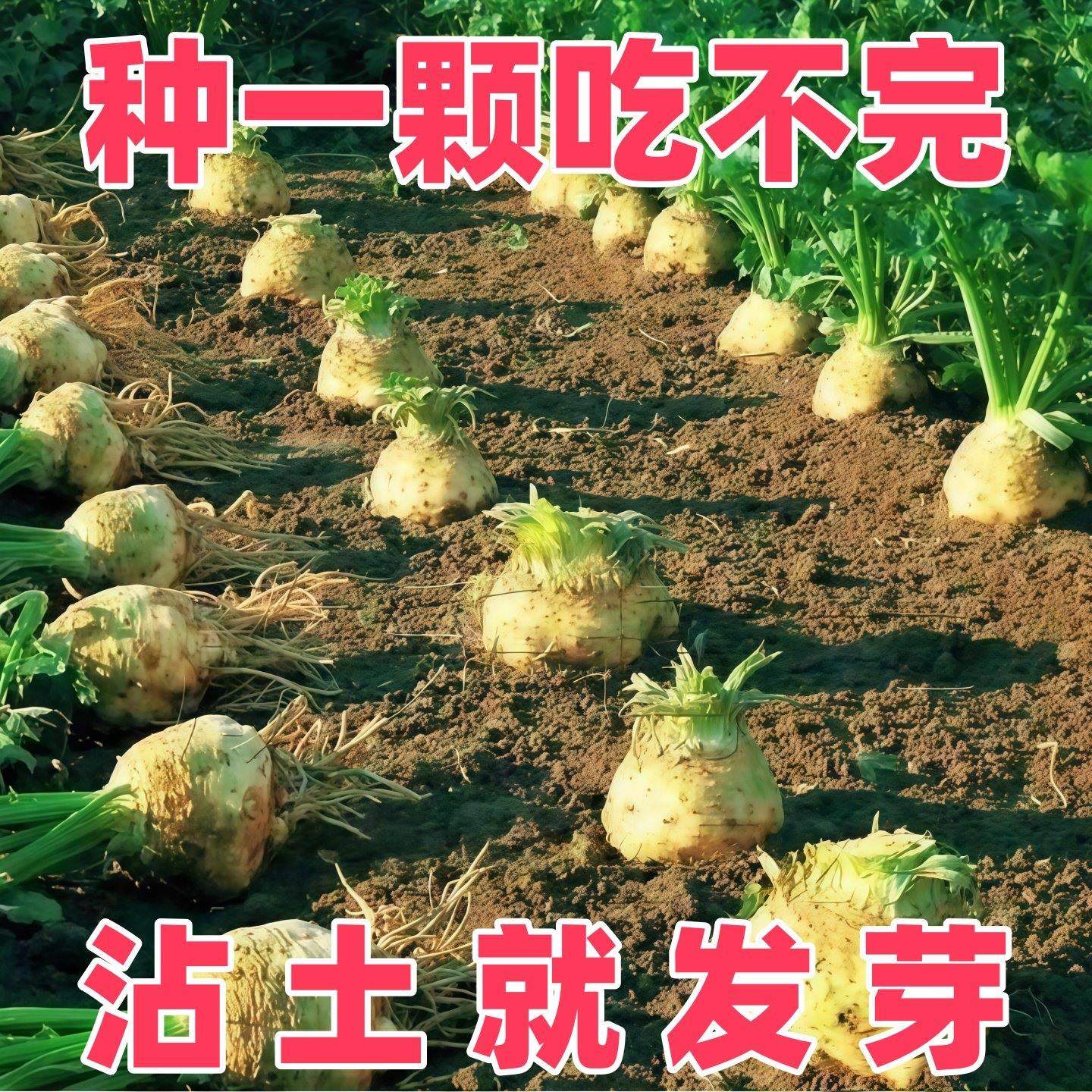 根芹种秋冬季洋芹芹菜块芹种籽球根塘蒿菜种子盆栽庭院蔬菜种孑,鲜花速递/花卉仿真/绿植园艺,种苗/半成品盆栽,淘宝优惠券,粉丝福利购,淘宝优惠卷