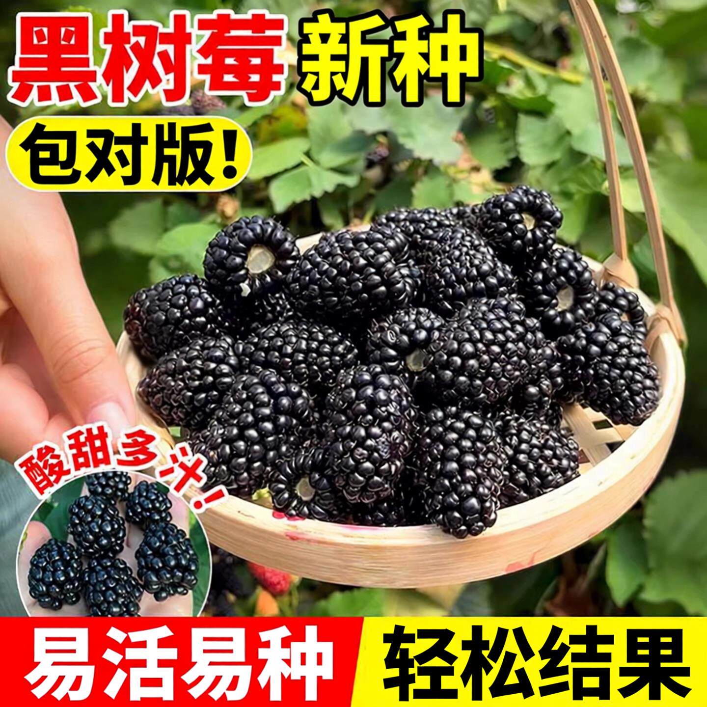 新树莓种黑树莓种野草莓野生覆盆子可盆栽地栽易种植大果酸甜树莓