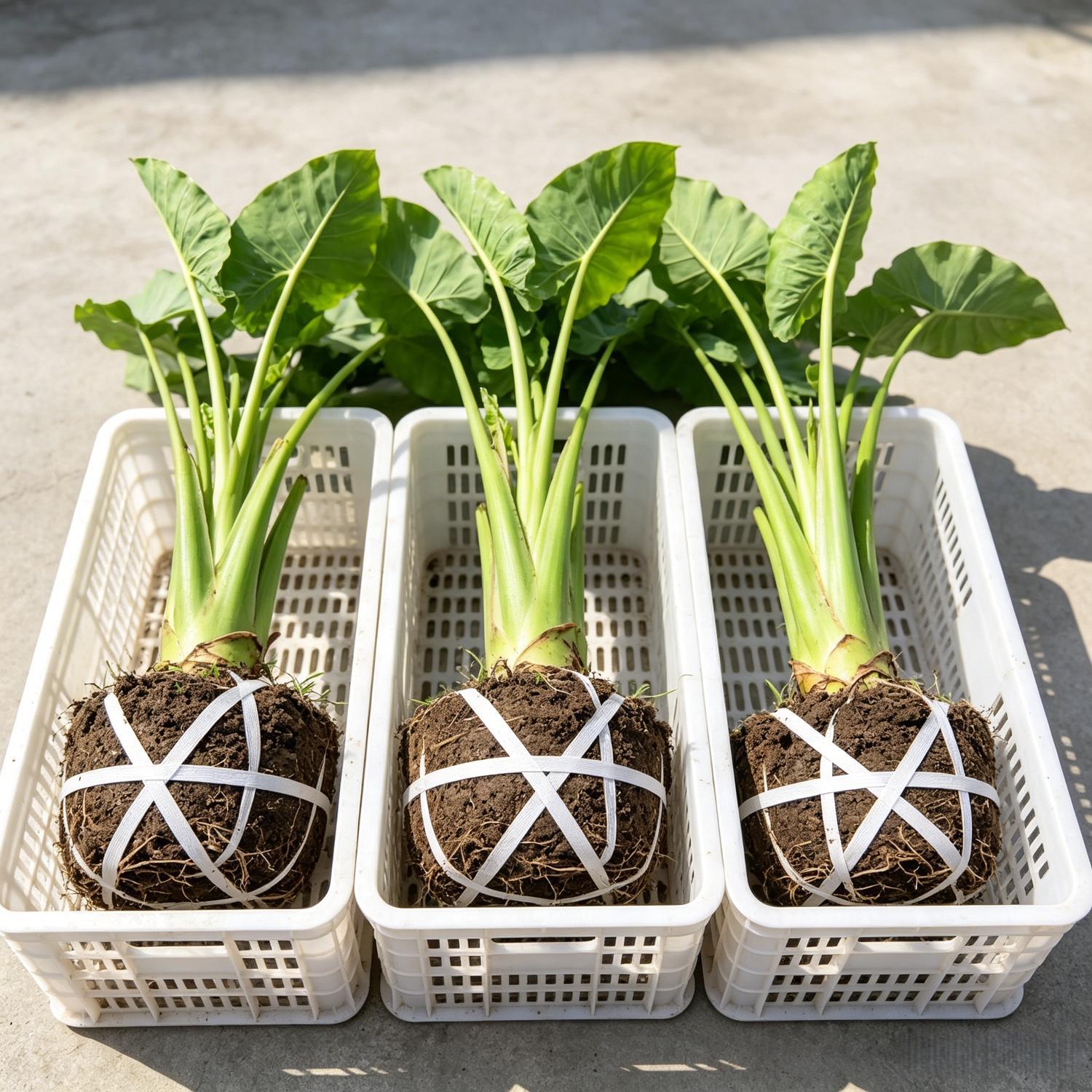 正宗象耳芋巨型大叶盆栽绿植野生巨型大叶象耳芋东南亚巨型品种