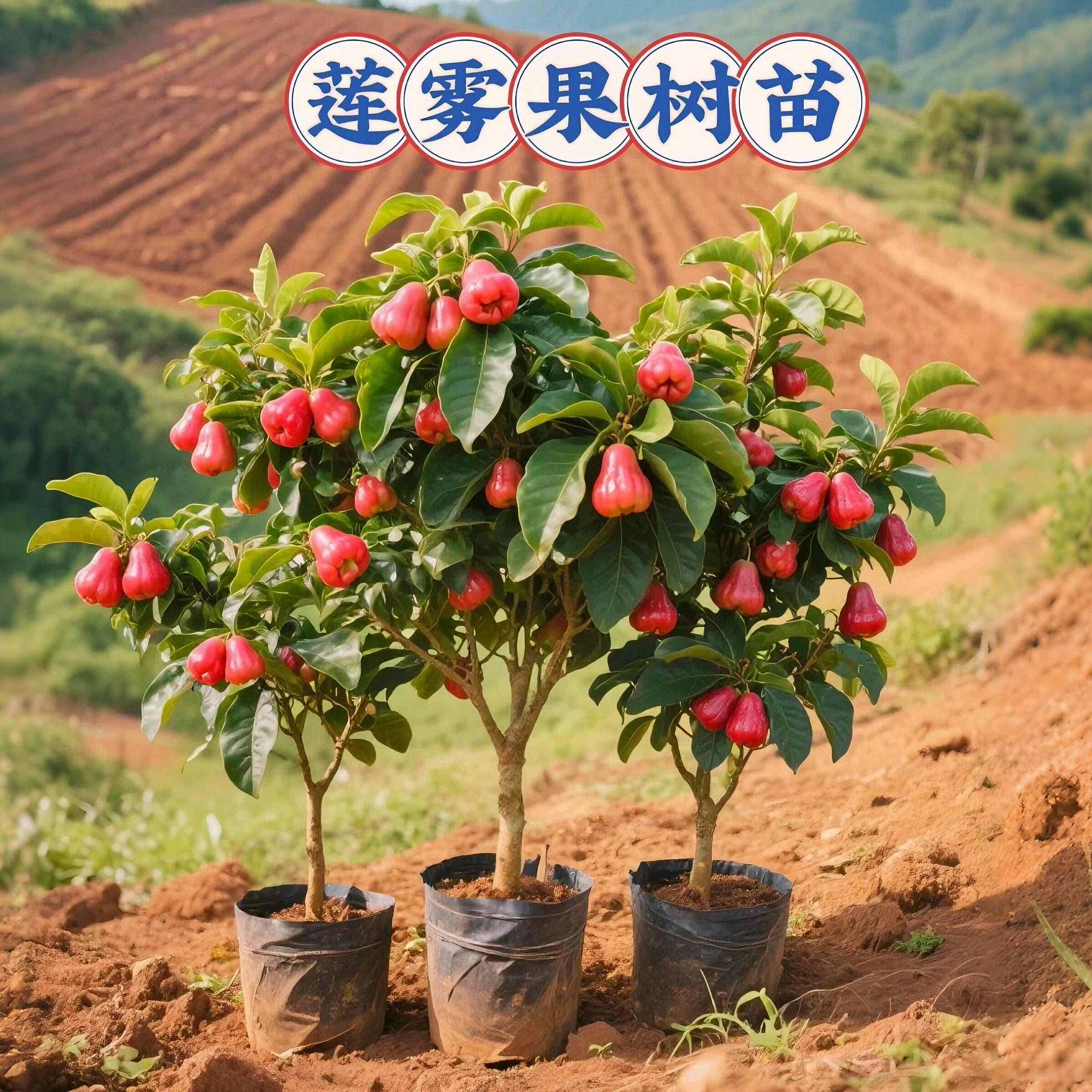 黑金刚莲雾果树果苗嫁接矮化盆栽水果树苗阳台种植当年结果带土球