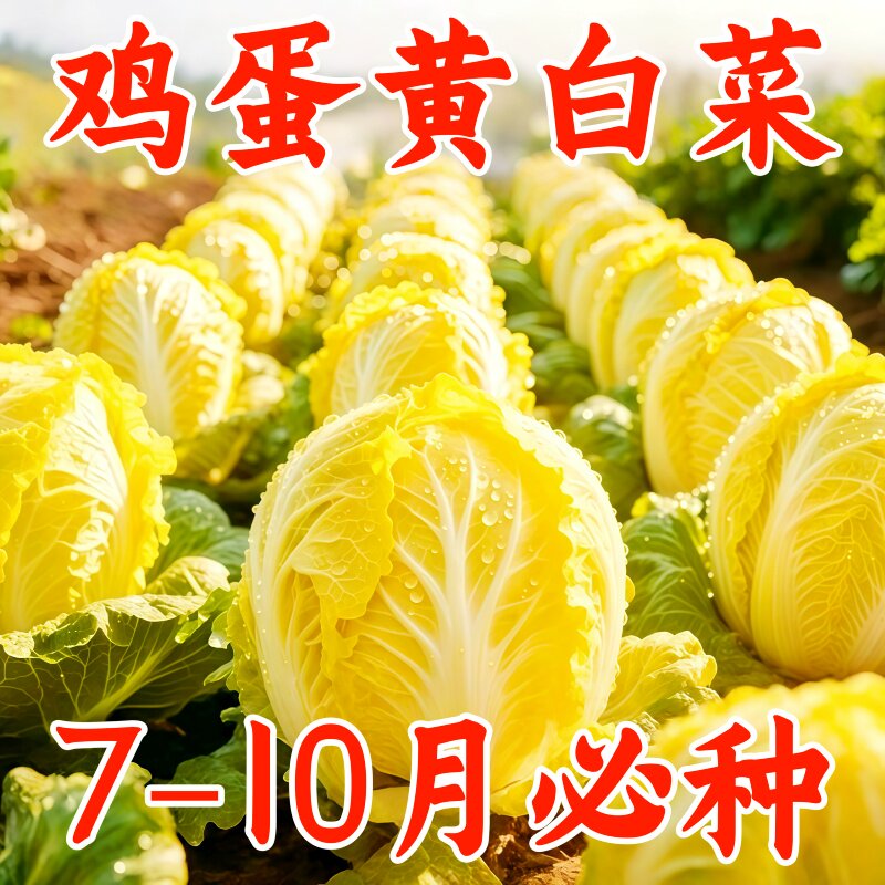 正宗鸡蛋黄白菜种子耐热黄心四季精选蔬菜种阳台盆栽农家庭院菜籽