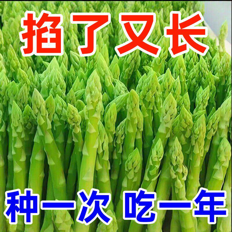 芦笋种子四季种植蔬菜之王进口绿芦笋种籽抗热耐寒蔬菜种子大全