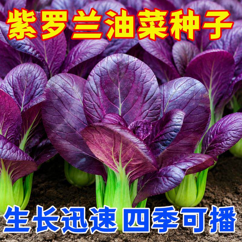 超耐热紫罗兰紫油菜种籽紫色上海青小青菜四季播阳台盆栽蔬菜种子