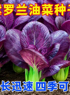 超耐热紫罗兰紫油菜种籽紫色上海青小青菜四季播阳台盆栽蔬菜种子