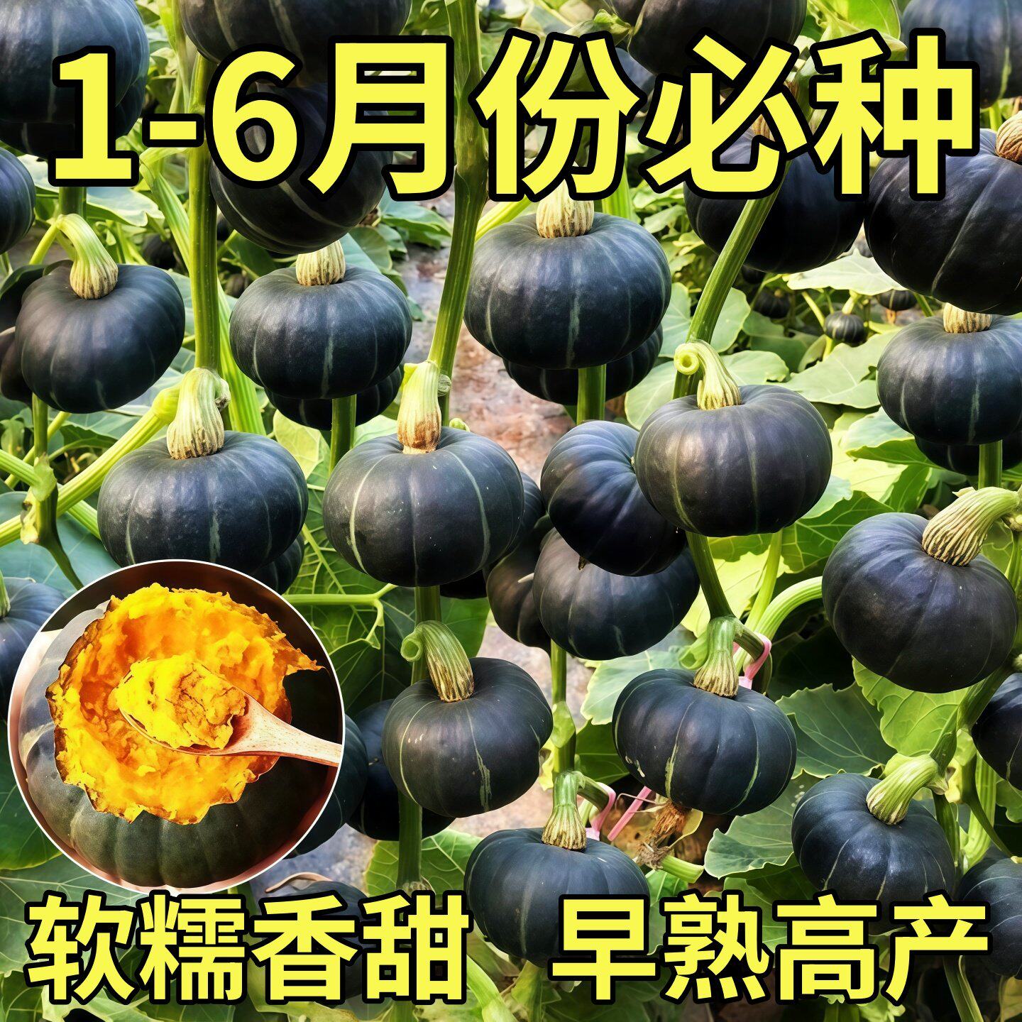 绿贝贝南瓜种籽苗正宗板栗味小南瓜种孑蜜本菜苗高产蔬菜种子大全