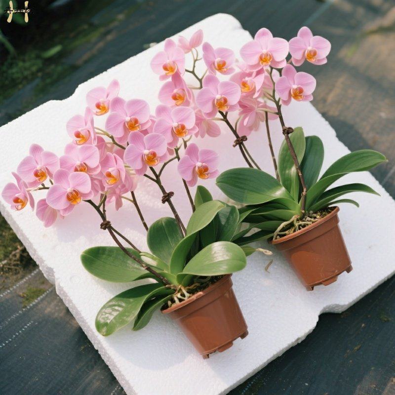 蝴蝶兰花苗盆栽带花苞花剑花卉室内客厅阳台绿植物全国四季好养活,鲜花速递/花卉仿真/绿植园艺,红掌/凤梨/温室花卉,淘宝优惠券,粉丝福利购,淘宝优惠卷