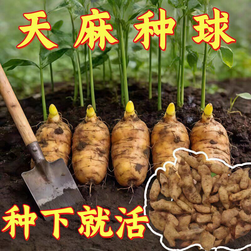 天麻种植苗种子正宗高产天麻花苗0代种新鲜现挖高产室内室外阳台