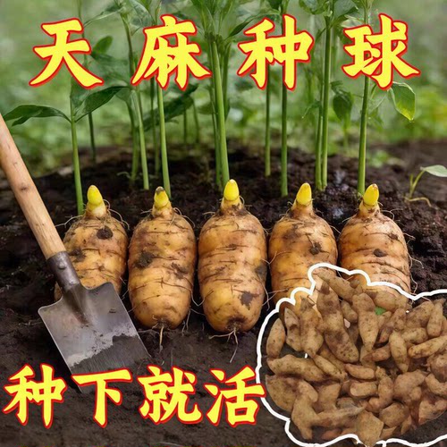 天麻种植苗种子正宗高产天麻花苗0代种新鲜现挖高产室内室外阳台