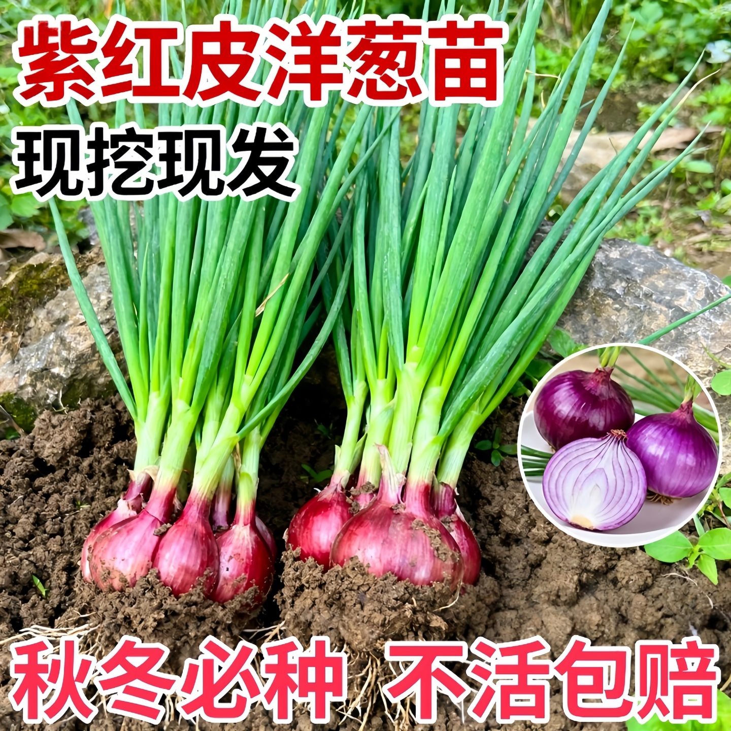 红皮洋葱种子种籽种植苗特大圆葱耐寒紫皮秧苗葱种孑蔬菜幼苗苗子