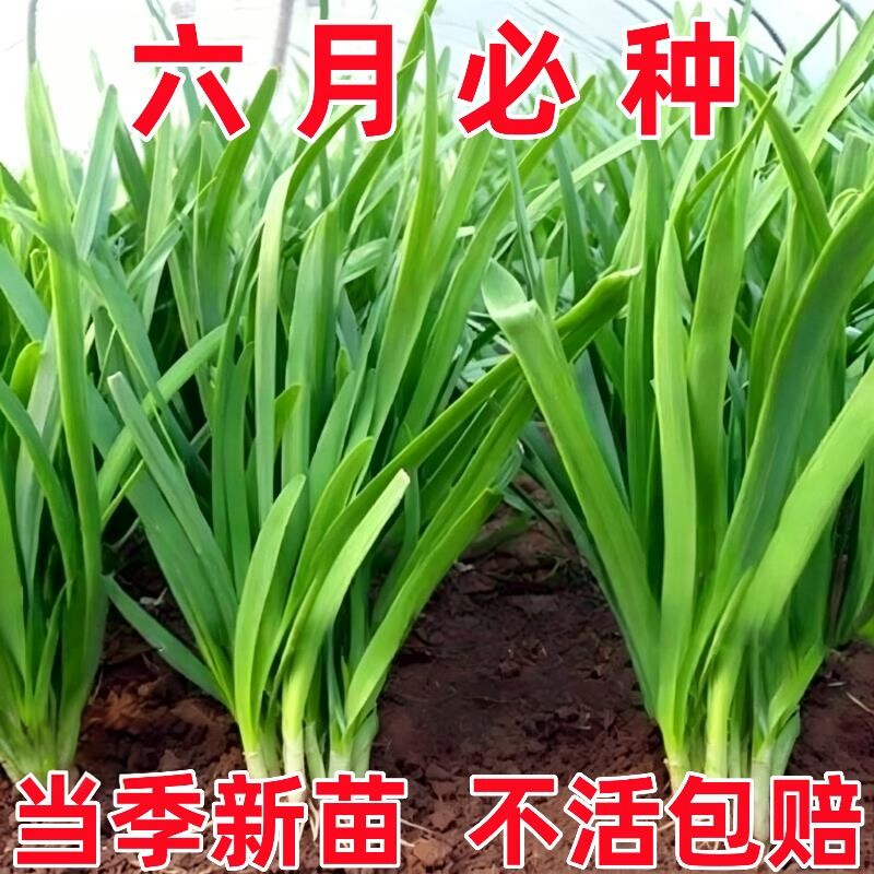 高产韭菜韭菜宽叶头茬韭菜根白根新鲜四季阳台庭院耐热耐寒