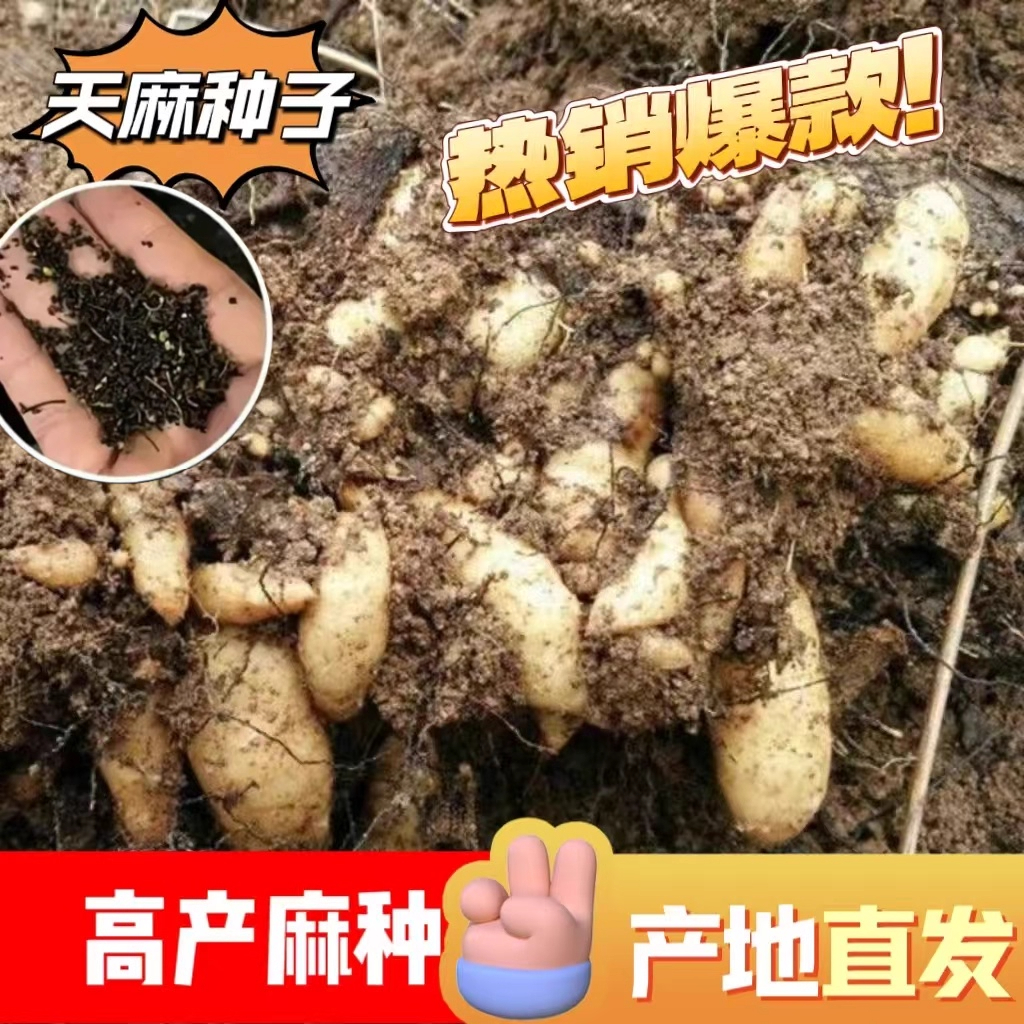 热销!天麻种子四季种植盆栽阳台高发芽率天麻秋冬种植蔬菜种子