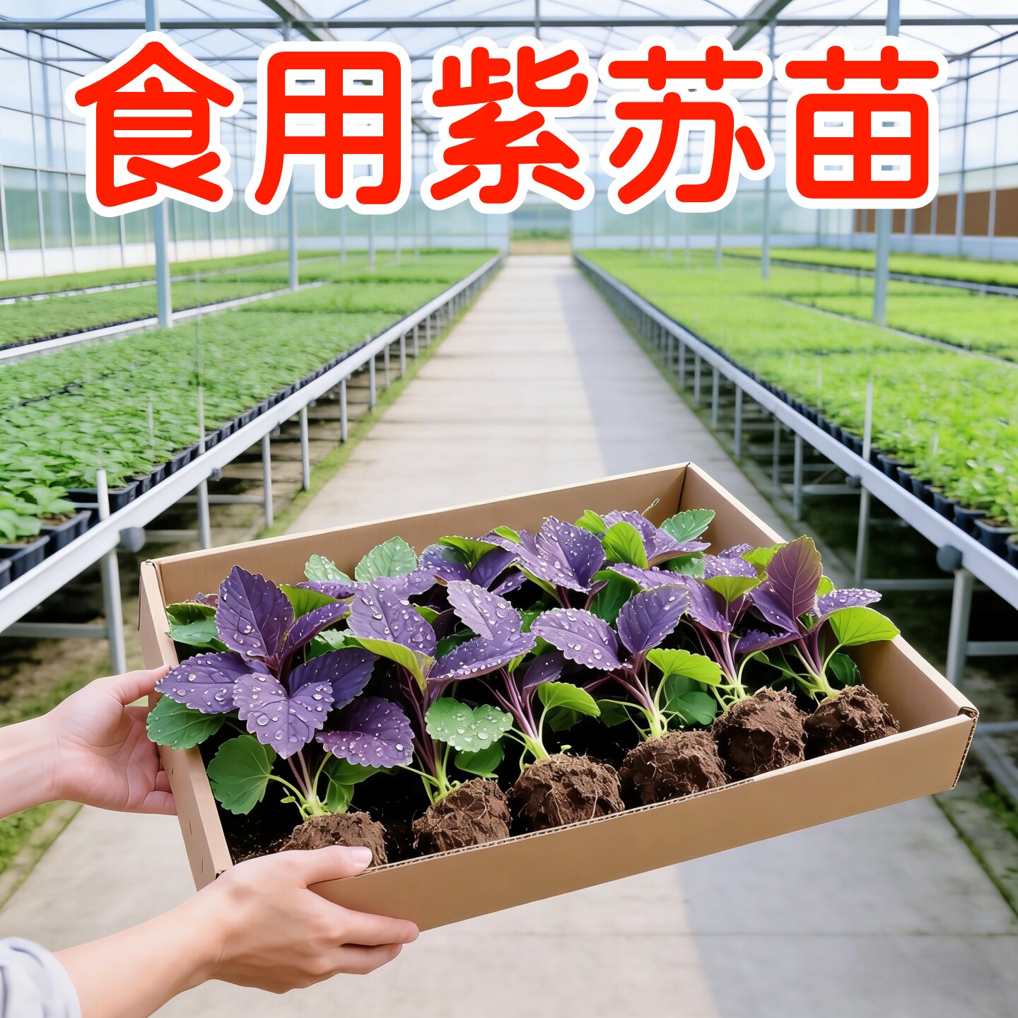 正宗紫苏可食用新鲜紫苏叶鸡冠辣椒香料紫苏子叶新鲜可食用叶子