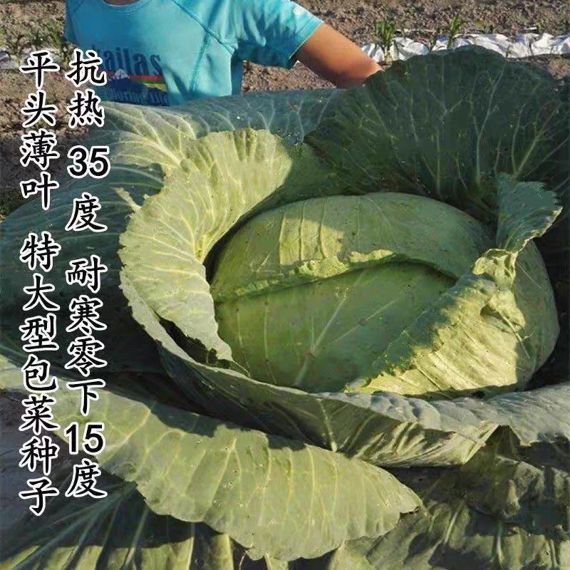 老品种平头薄叶特大型包菜种子高产抗病耐寒耐热农家大田京丰一号
