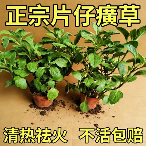 片仔癀草可食用白凤菜苗阳台庭院盆栽药材养生菜苗好种易活白当归