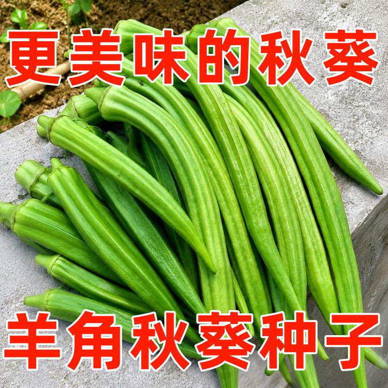 可留种羊角秋葵种子特长大秋葵超级大号长款秋葵种籽大田蔬菜种子