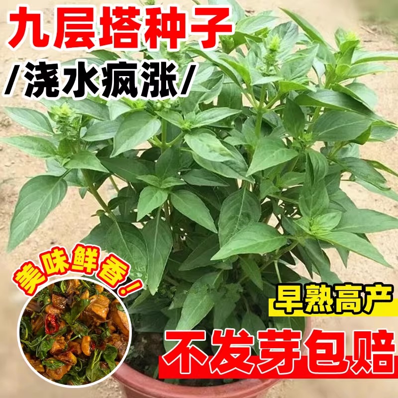 九层塔种子食用罗勒金不换种籽四季种植阳台庭院盆栽香草蔬菜种孑