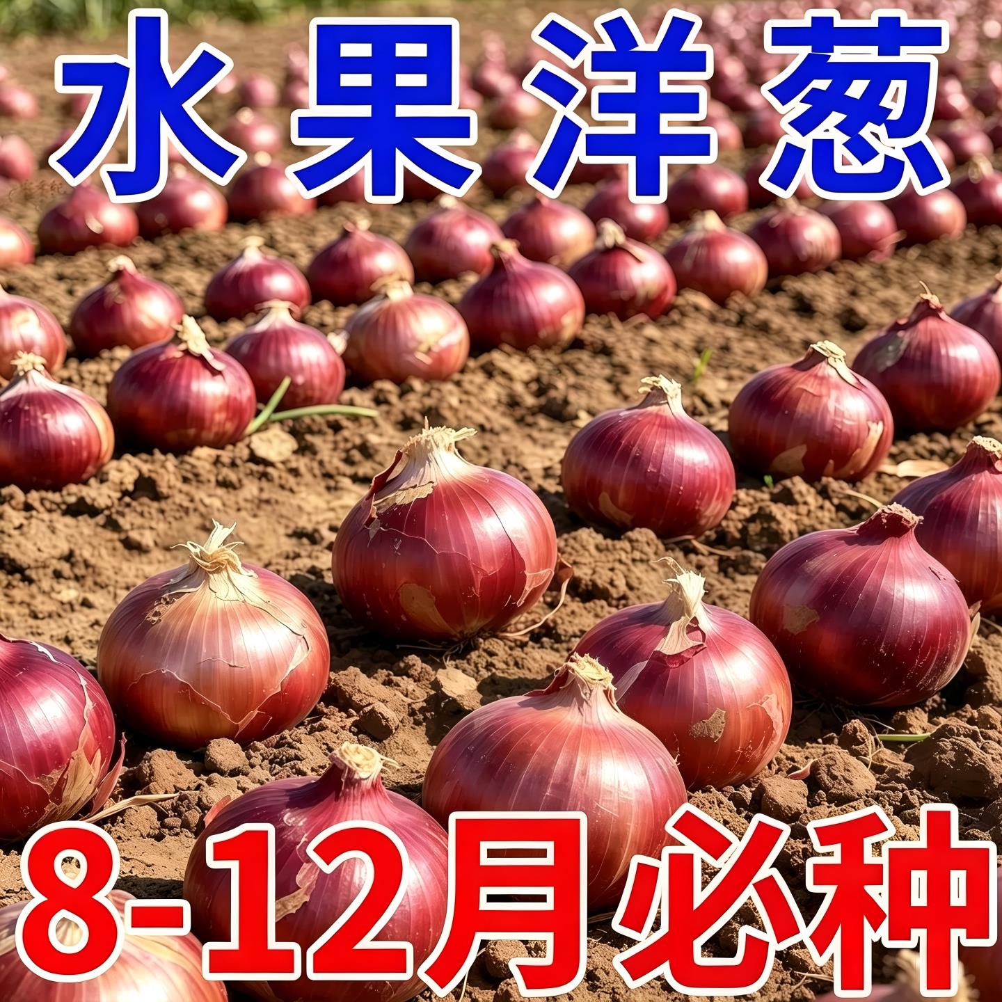 水果洋葱种子红皮洋葱种籽可以生吃的四季紫皮洋葱种子特大高产量