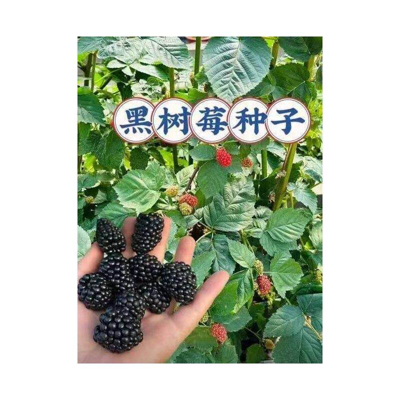 黑树莓种子四季播种阳台盆栽庭院种植高产简单易种耐寒黑树莓种籽