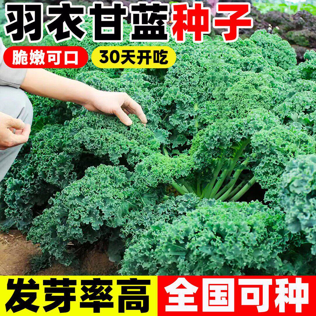 食用羽衣甘蓝种子皱叶菜四季种籽春秋播蔬菜阳台种植家庭蔬菜种子