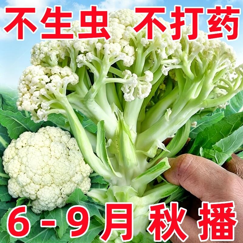 松花菜种子青梗花椰菜白花菜有机紫花菜种籽大全秋季蔬菜孑菜南方