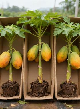 木瓜苗盆栽树高产南方矮化雷州冰糖红心大苗南方种植地栽当年结果