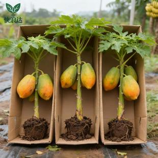 木瓜苗盆栽树高产南方矮化雷州冰糖红心大苗南方种植地栽当年结果