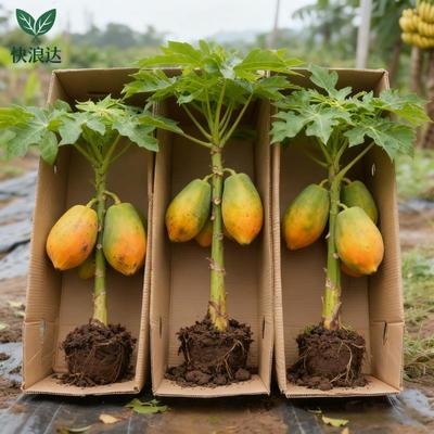 木瓜苗盆栽树高产南方矮化雷州冰糖红心大苗南方种植地栽当年结果