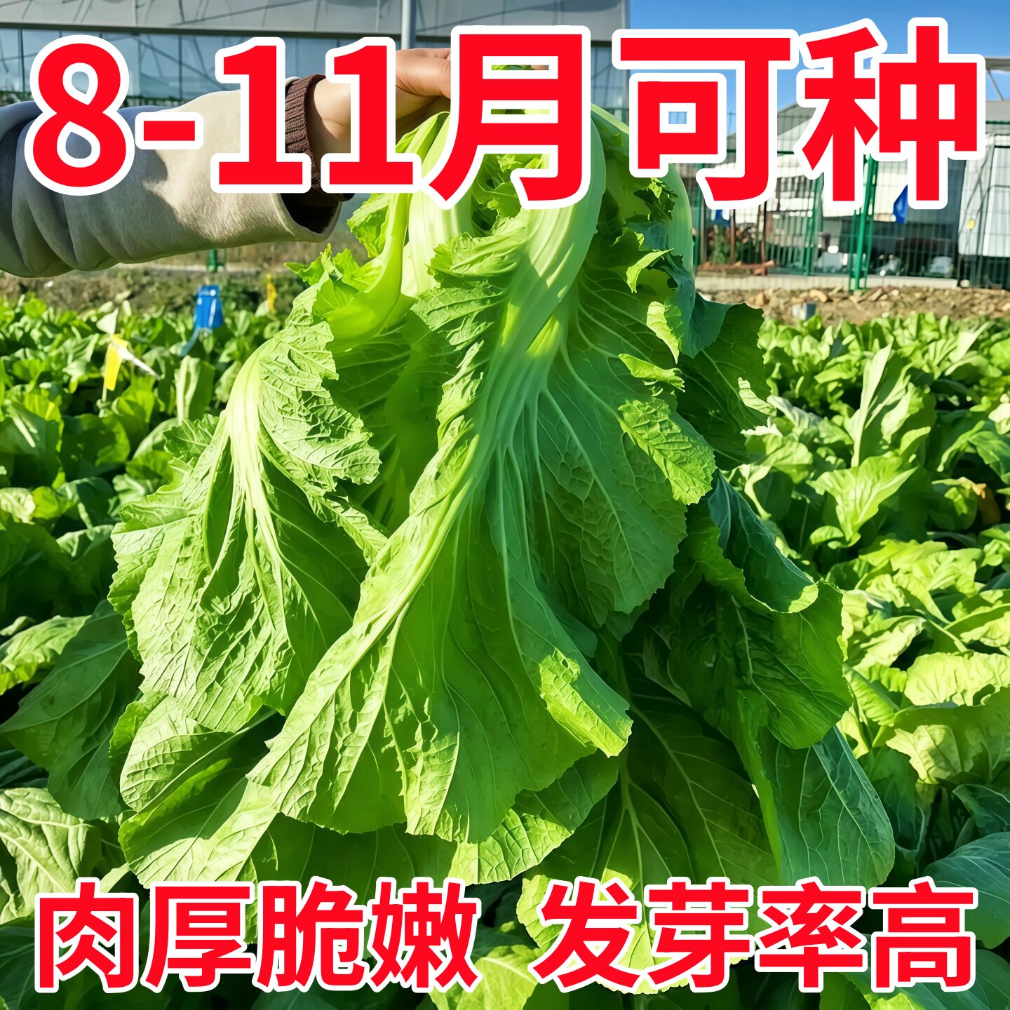 甜芥菜种子大叶宽邦青菜酸菜夏季耐热耐高温一年四季蔬菜种子大全