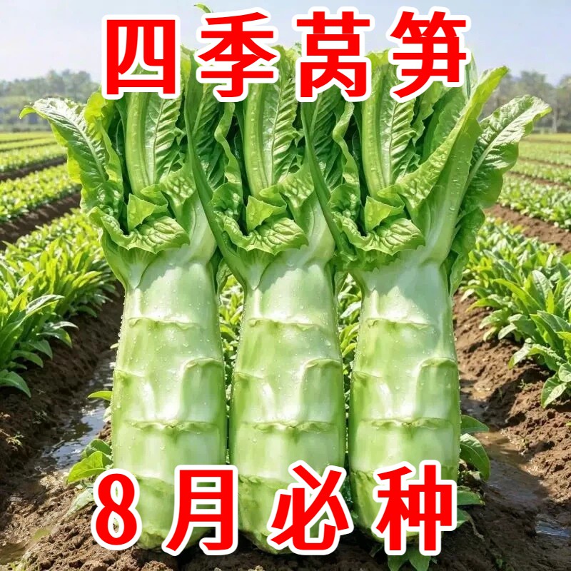 泰国罗汉莴笋种子四季圆叶竹节短粗鸡腿莴笋种籽耐热农家蔬菜种孑