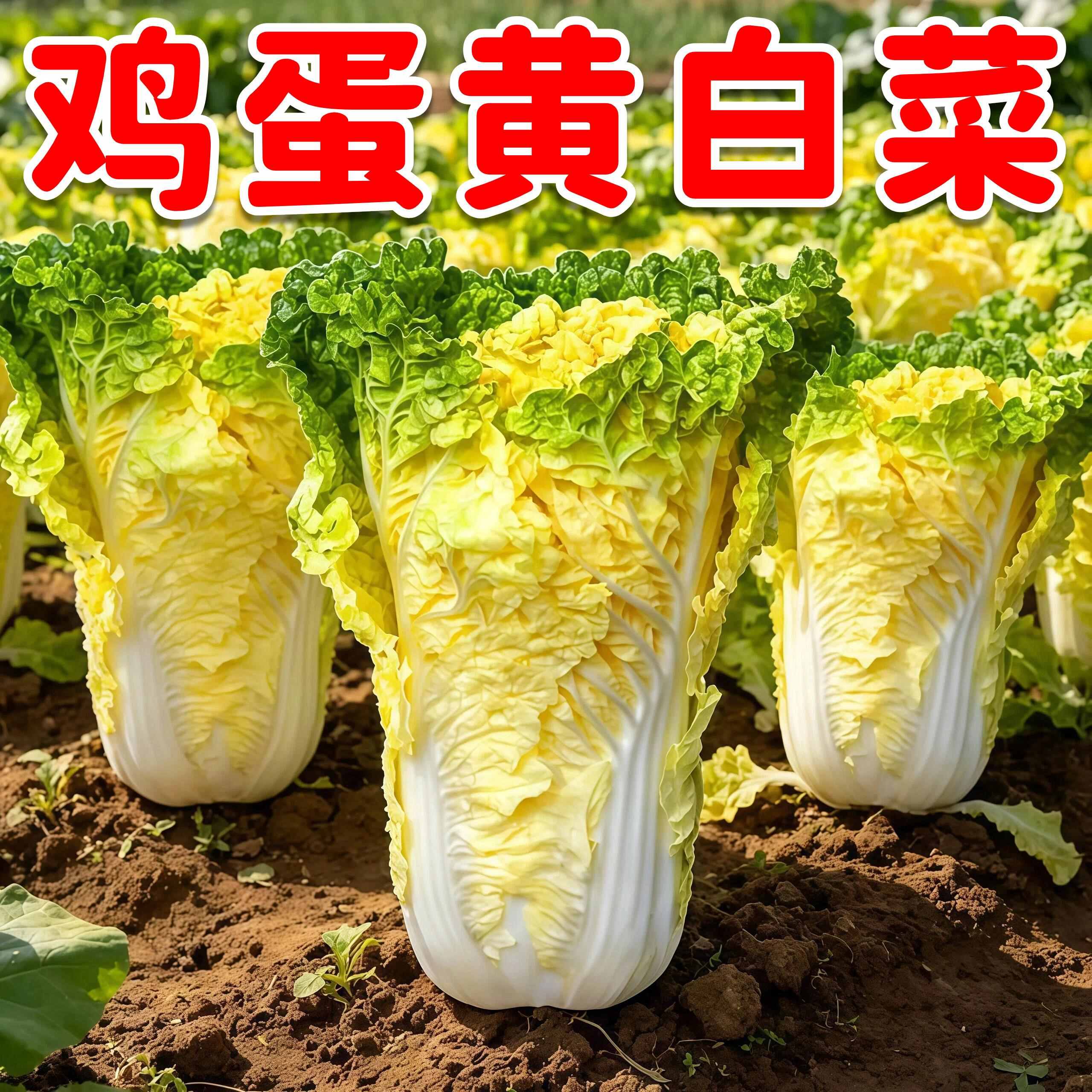 鸡蛋黄大白菜种子黄心大白菜高桩白菜种籽耐热耐寒家庭阳台种植