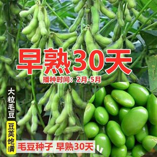 【早熟45天】毛豆种子高产大豆新品种大粒新种子发芽高颗粒饱满