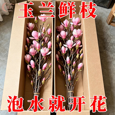 【遇水开花】水培植物白玉兰紫玉兰鲜花鲜切花带花苞室内好养绿植