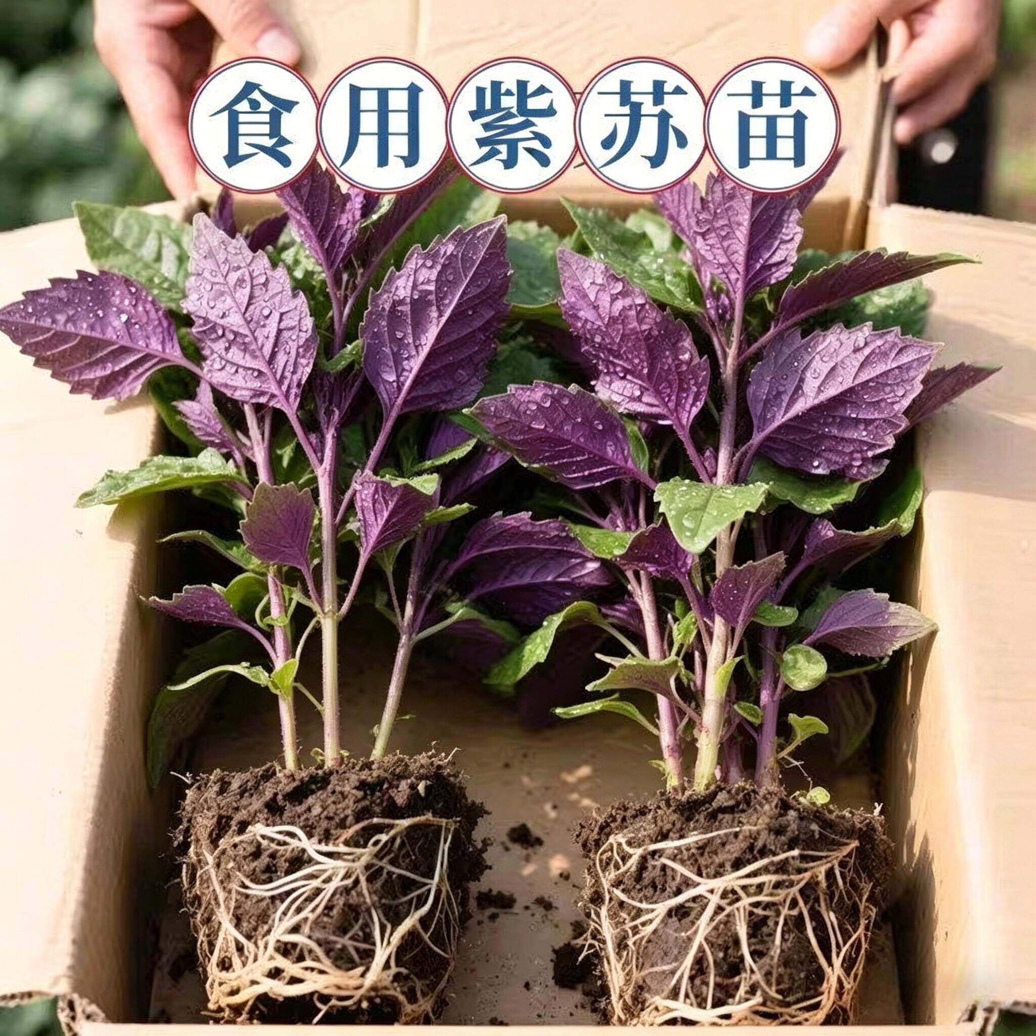 食用紫苏苗全紫湖南老品种紫苏叶苗全红苋菜秧苗空心菜苗土球阳台