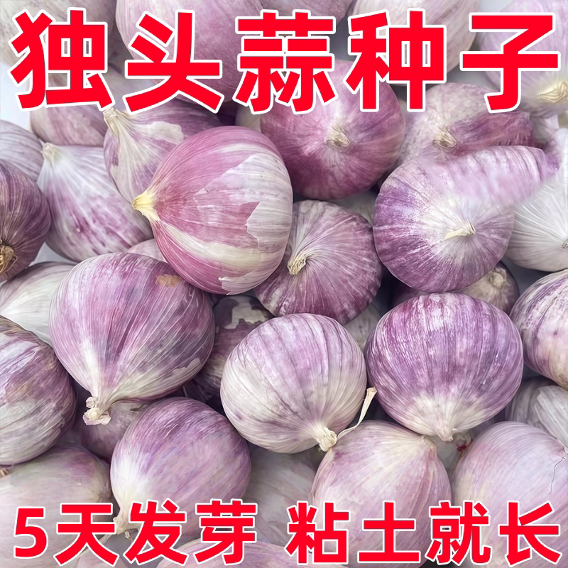 独头蒜种子紫皮农家菜种子秋冬季种植蔬菜盆栽圆葱头健康蔬菜种子