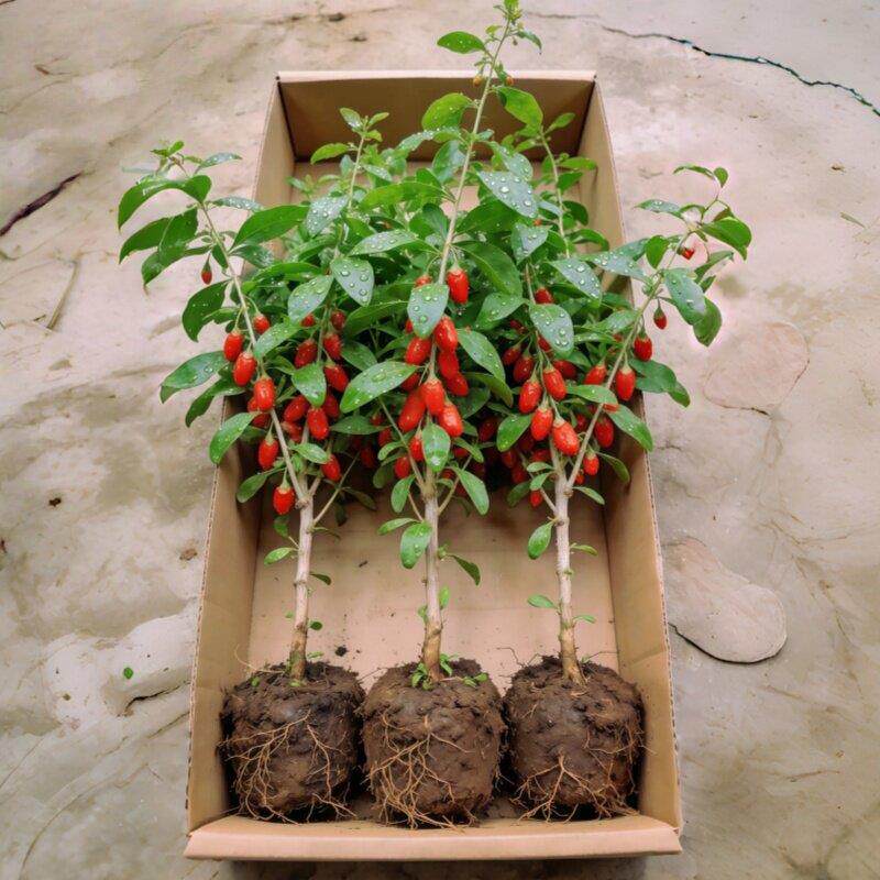 宁夏枸杞树苗耐寒枸杞果树苗南北方盆栽地栽庭院阳台种植当年结果