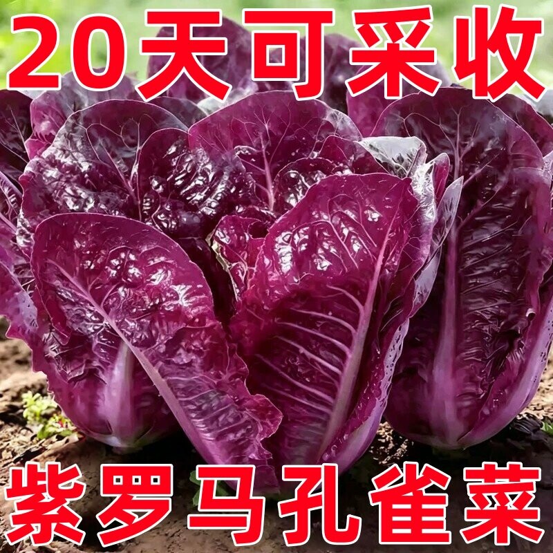 紫孔雀菜种籽生吃脆甜高营养罗马生菜长寿菜春秋易种沙拉蔬菜种子