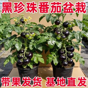 黑珍珠番茄盆栽苗秧矮生老品种西红柿瀑布水果普罗旺斯樱桃高产苗