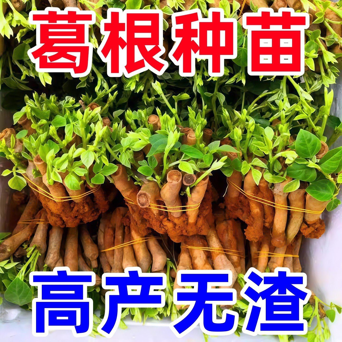 高产无渣粉葛种苗正宗广西葛根苗新品种葛根苗藤县春季菜葛苗,鲜花速递/花卉仿真/绿植园艺,种苗/半成品盆栽,淘宝优惠券,粉丝福利购,淘宝优惠卷